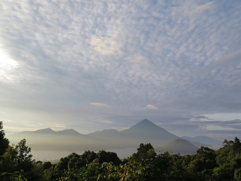 Kebun Cengkeh Afo Indonesia A-Z