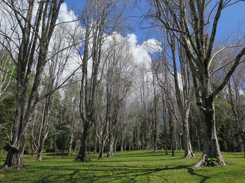Kebun Cengkeh Gambesi Indonesia A-Z